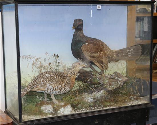 A 19th century taxidermic cock and hen Capercaillie, cased, height 43cm incl. stand